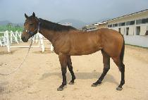 �볪�� (DAENAMU) ����