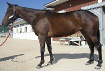 �ټ��� (DASOMI) ����