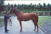 �հ� (WANGGWAN) ����