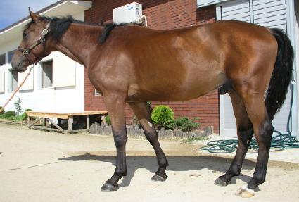 ������Ʈ���� ����