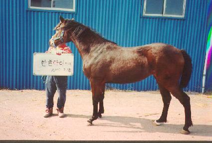 ȣ�ڳ��� ����