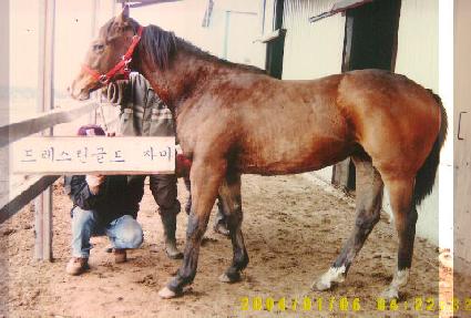 ����Ʈ���� ����