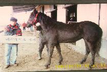 �¾��ǻ�¡ (TAEYANGUI SANGJING) ����