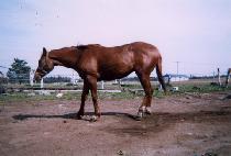 �̷��Ҹ� (MIRAE SOMANG) ����