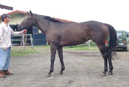 �������Ƽ ����