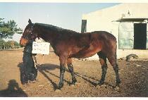 ����̾Ƹ�� (BIG DIAMOND) ����