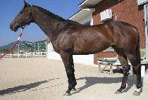 ���̺� (JIVE) ����