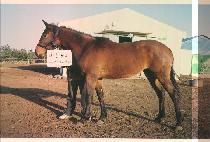 ������ (MALLICHU) ����