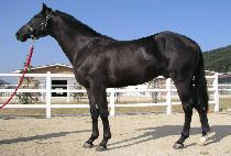 ����� (COOL DANCE) ����