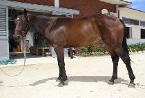 ���ѿ��� (DAEHAN YEOLLYEO) ����