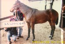 ���� (PIGEON) ����