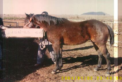 ����� ����