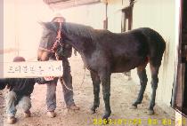 ������ (GAEGUMI) ����