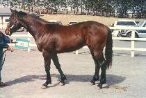 ���ֱ���� (POKJU GIGWANCHA) ����