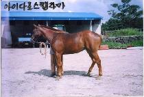 �޸յ帲 (HUMAN DREAM) ����