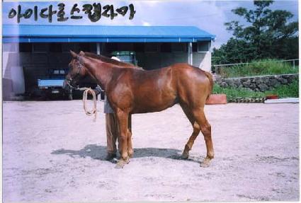 �޸յ帲 ����