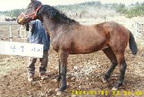 ��ǳ��Ÿ (POKPUNGGANGTA) ����