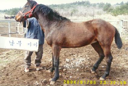 ��ǳ��Ÿ ����