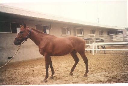 ������ ����