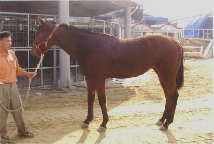 Ǫ����ħ ����