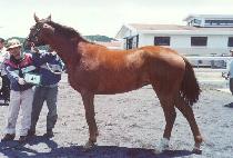 ��罺��ġ (GOLDEN SNITCH) ����