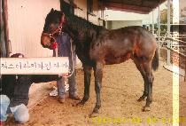 ����� (CHATOBAEK) ����