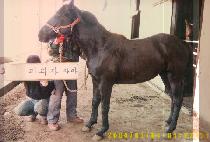 �������� (MANSEON MANSE) ����