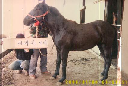 �������� ����