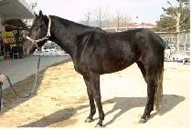 ����Ƽè�Ǿ� (MIGHTY CHAMPION) ����