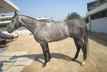 �ٶ����̷� (BARAMSAIRO) ����