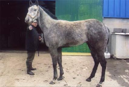 ������Ʈ ����