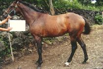 �׷���Ʈ�� (GREAT SAM) ����