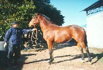 ���ڷ� (SCHNELLER) ����