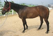 �ȵ��� (ANDES) ����