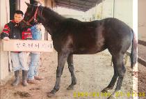 ��Ȳ�� (SAEHWANGJE) ����