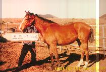 ��ĵ�� (YOUCANDO) ����