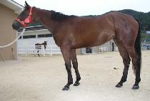 ������ (OGONGI) ����