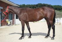 ���������� (CHOEJEOGUI JOGEON) ����