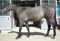 ���׼� (WINNING SHOT) ����