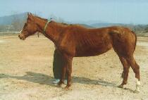 ������̵� (DEAR BRIDIE) ����