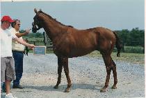 ���Ϸ����ǹ� (ISLAND FEVER) ����