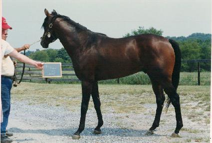 ����� ����