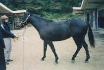 ķ������ (CAMP MEETING) ����