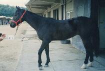 �����δ����� (DANCINGINTHESUMMER) ����