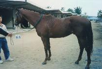 ���̽�Ƽ���� (FEISTY RIDGE) ����