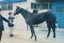 ��縮�� (GOLDEN RIDGE) ����