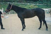 °¡�ο��� (JAZZING ROSE) ����