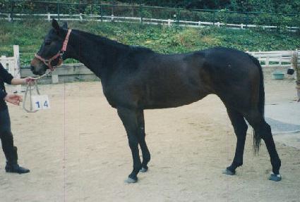 °¡�ο��� ����