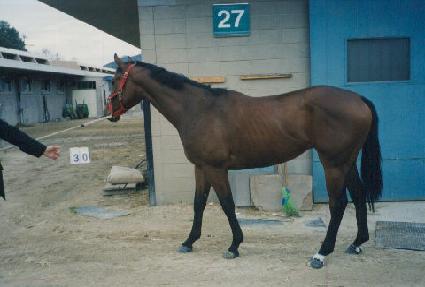 ����Ʈ��Ʈ�� ����