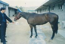 ���ڶ��̾���Ʈ (LISA LIONHEART) ����